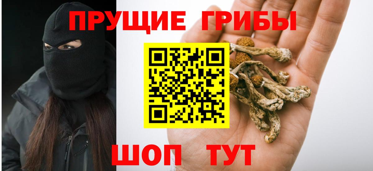 Псилоцибиновые грибы Psilocybe Пятигорск